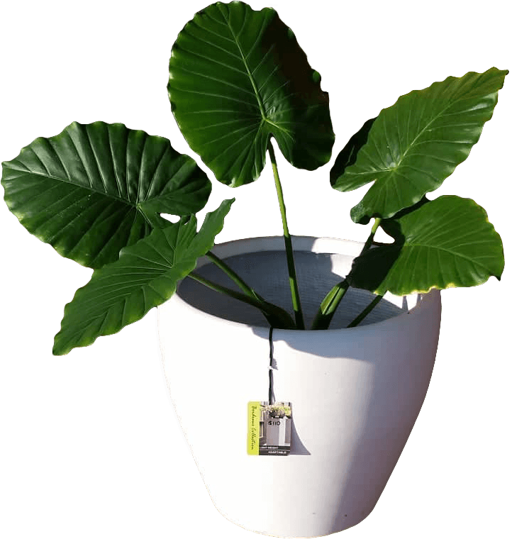 Indoor Plants Benefits Image