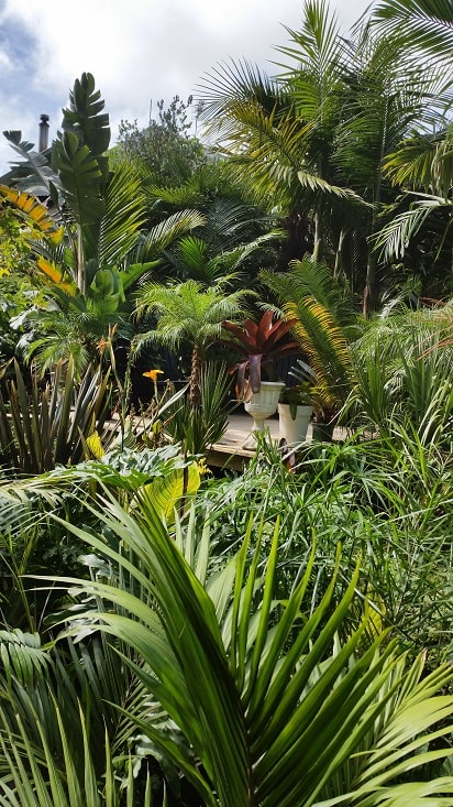 Outdoor Subtropical Plants Landscape Image