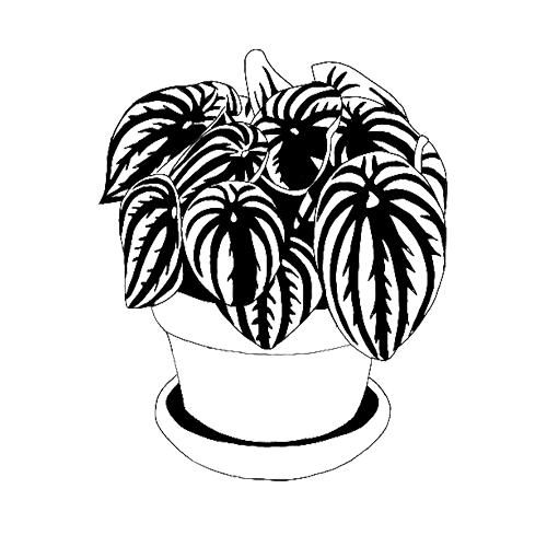 Watermelon Peperomia Icon Image