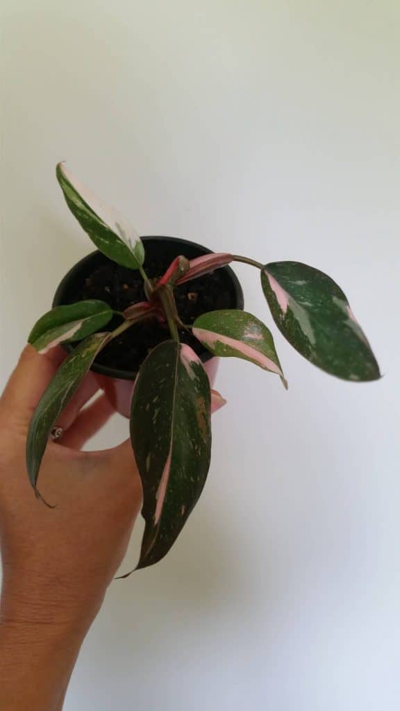 liten Philodendron rosa prinsessa växt hålls 