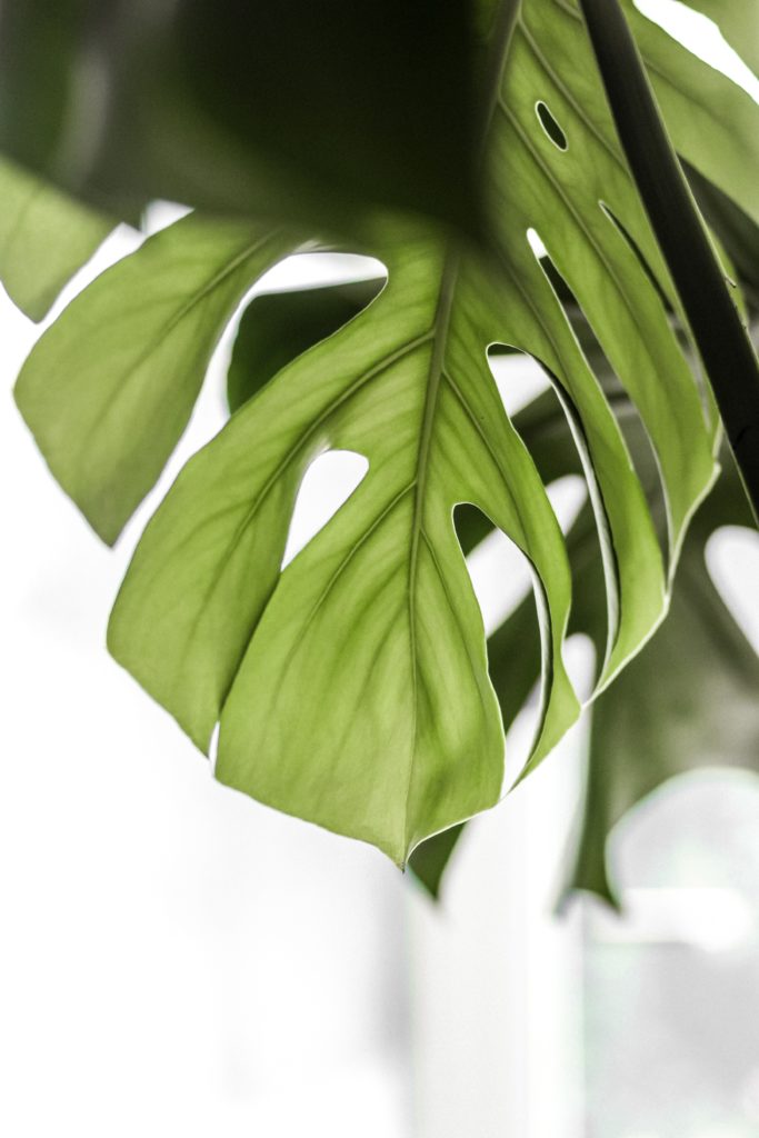 Tropical Indoor Plants Image