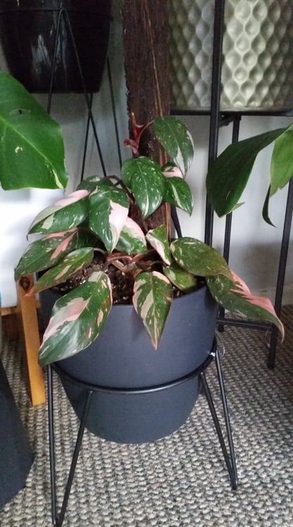 grow light for pink princess philodendron