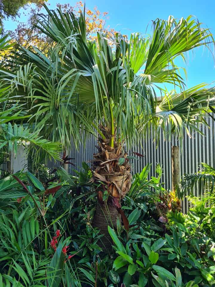 Picture of Palm Trees including the Chinese Fan Palm