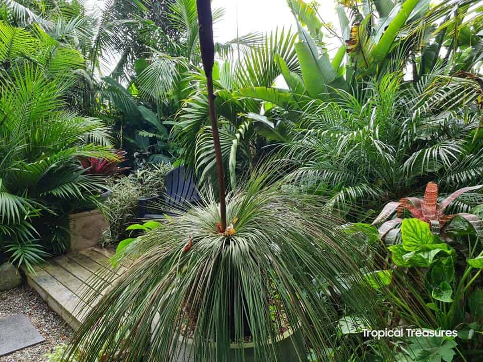 Picture of a palm tree for article describing the best ways to grow palm trees in New Zealand.